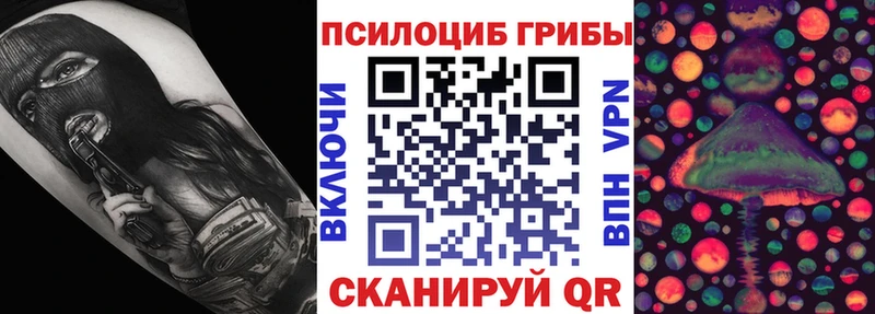 где купить наркоту  Владимир  Галлюциногенные грибы Psilocybe 