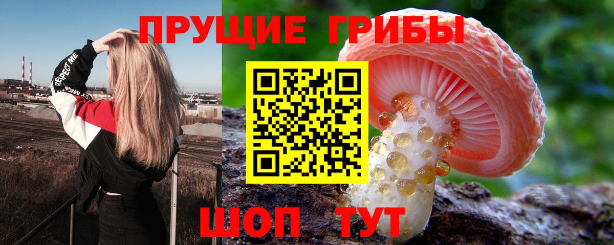 Владимир  Галлюциногенные грибы прущие грибы  Вход с VPN  Псилоцибиновые грибы прущие грибы 